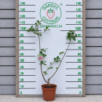 Čerešňa-višňa DUO 2in1 (Prunus avium x cerasus) ´TAMARA´ + ´DEBRECINI BOTERMO´- výška 130-160 cm, kont. C5L